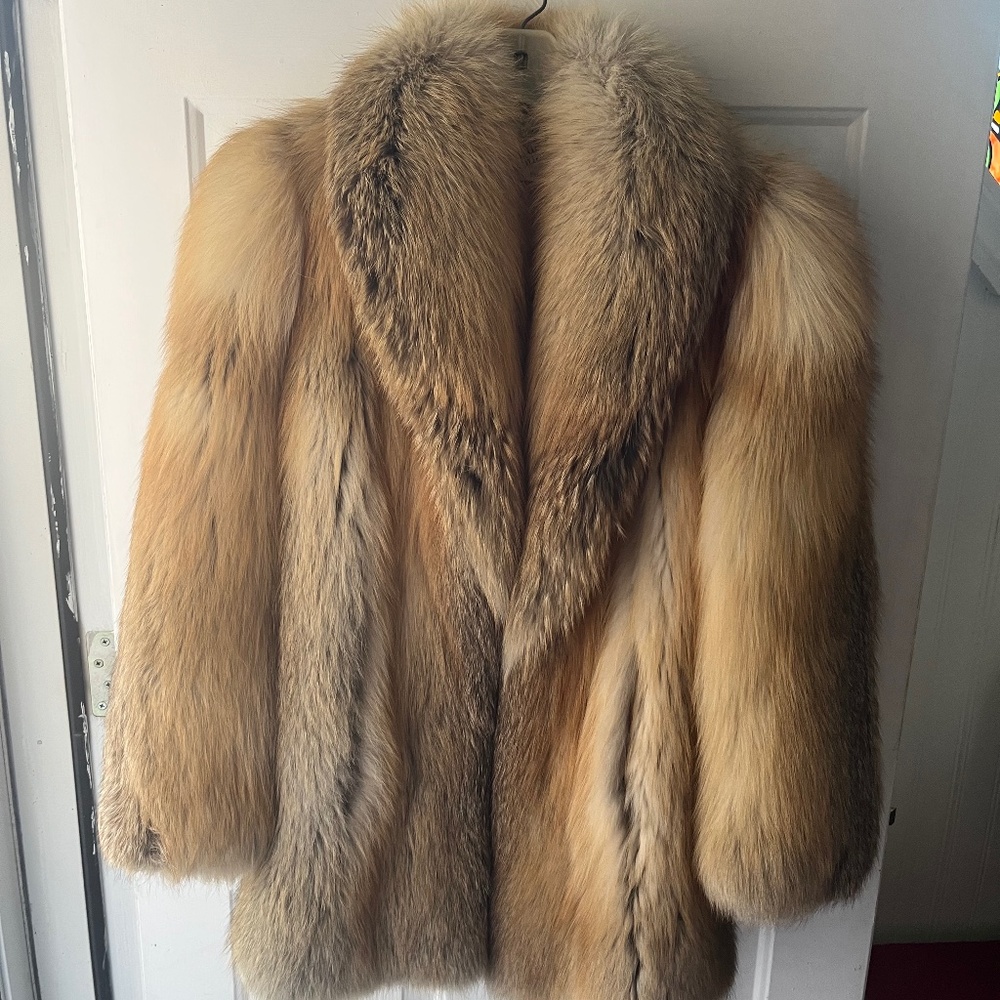 Beautiful Golden island fox coat